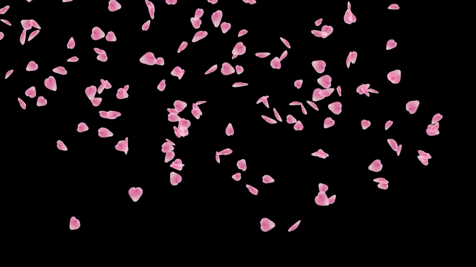 桜の花びらが舞い落ちる無料動画素材 映像制作向け D Elf 桜の花びらが舞い落ちる無料動画素材 映像制作向け D Elf