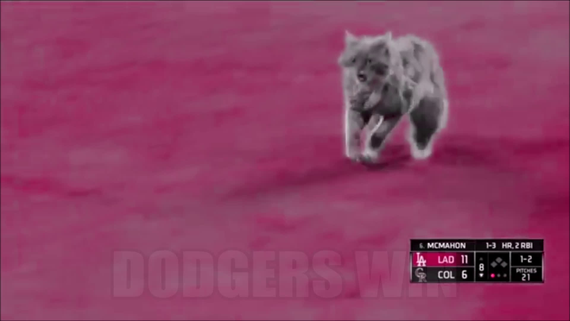 DODGER CAT