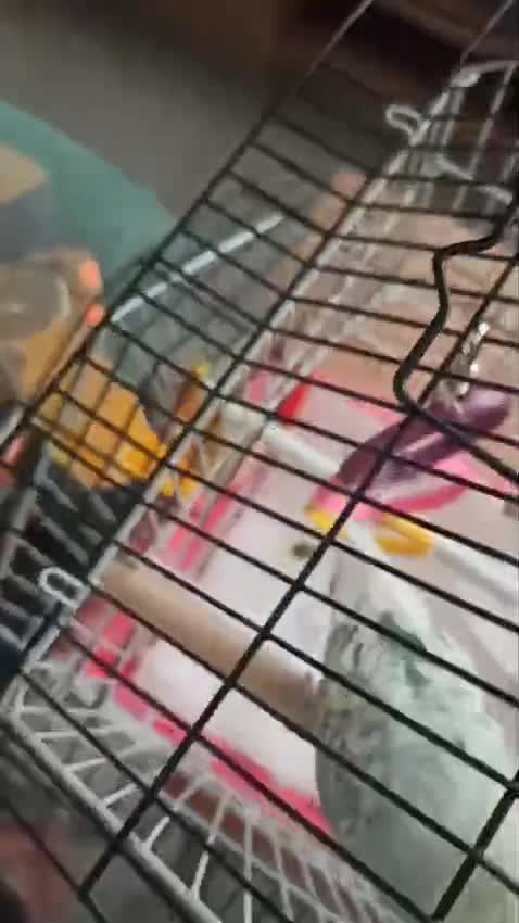streamable.com