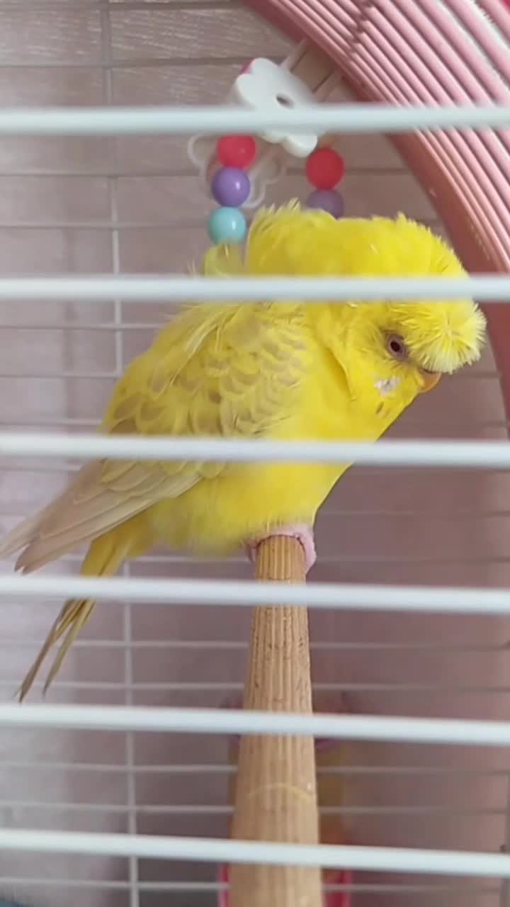 streamable.com