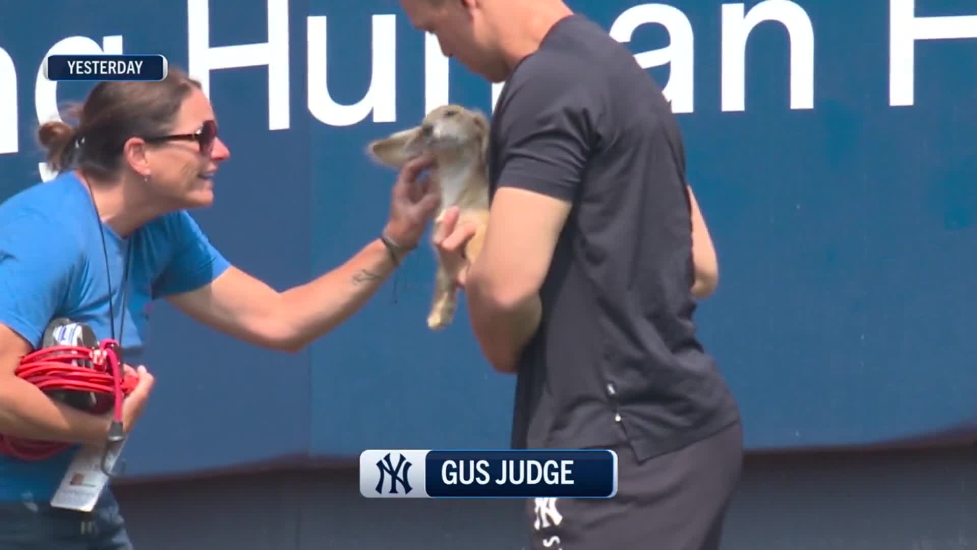 Highlight] The Coverage Cam captures Aaron Judge having some playtime with  his dog, Gus : r/NYYankees