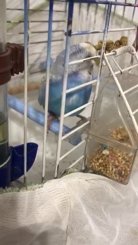 streamable.com