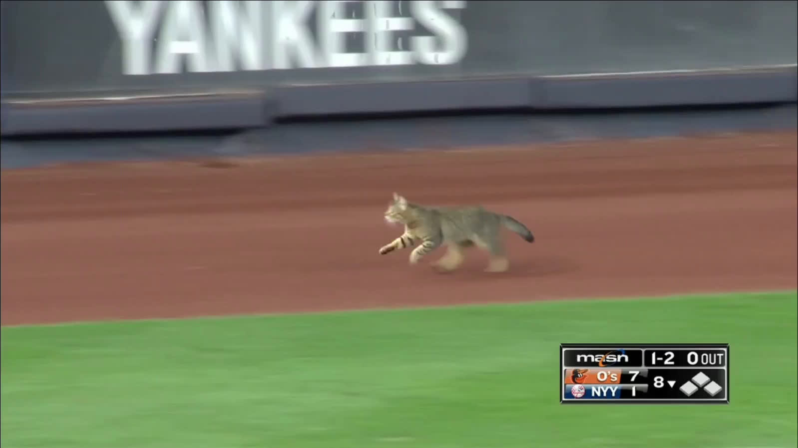 Cat on the field at Yankee stadium : r/baseball