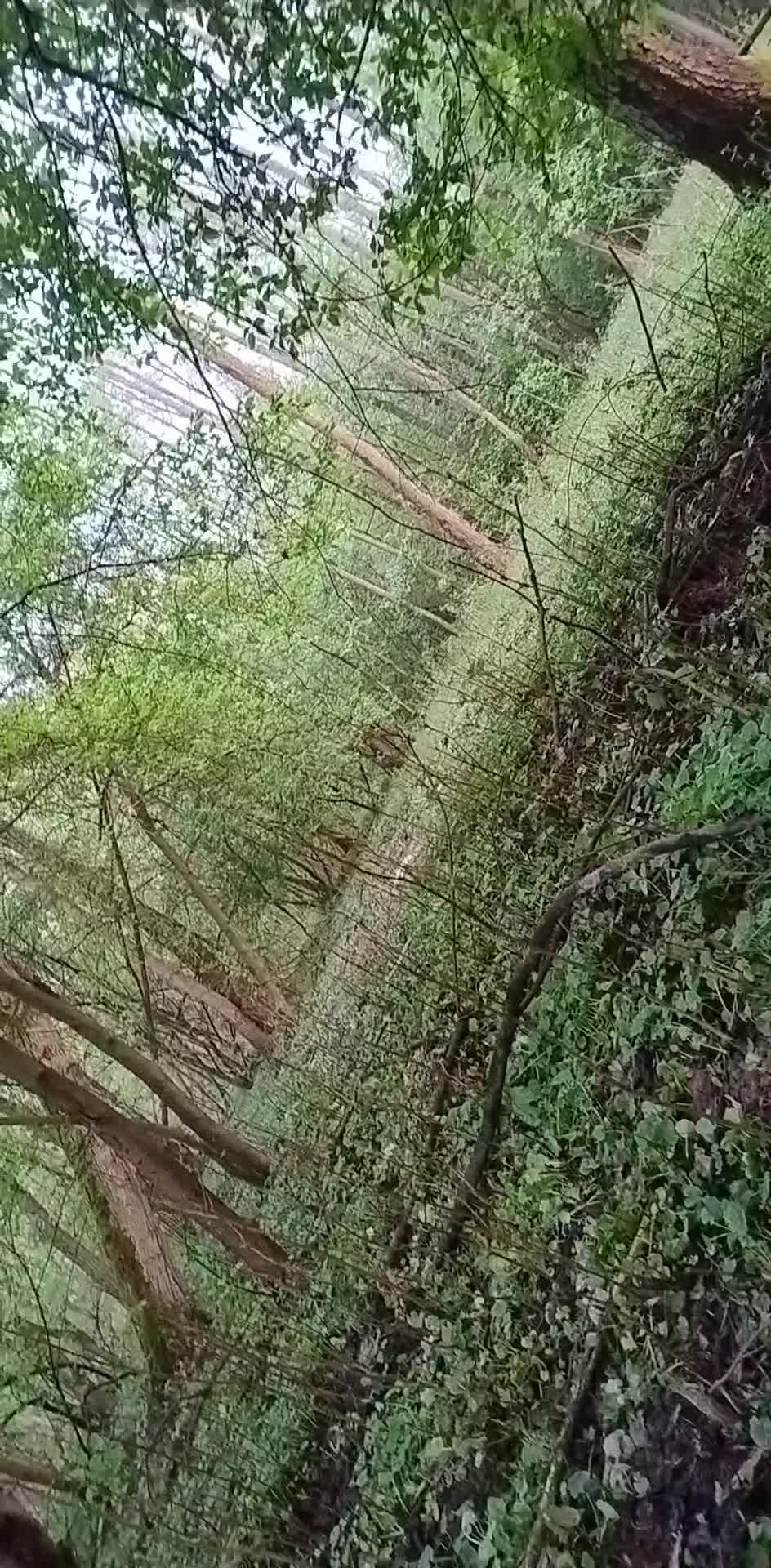 Watch "unnamed" on Streamable.