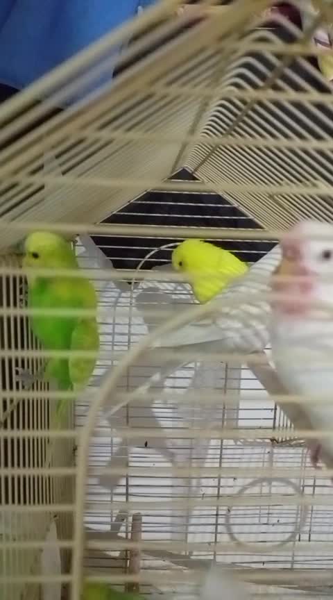 streamable.com