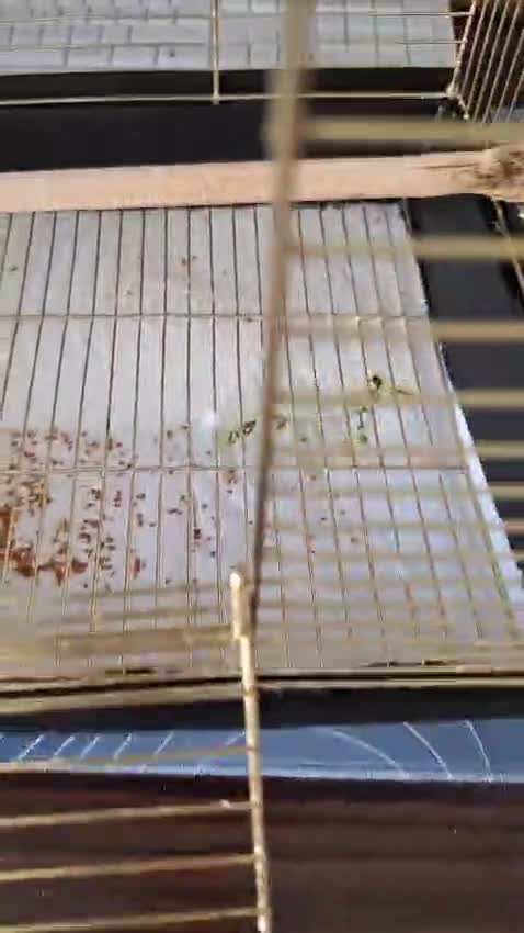 streamable.com