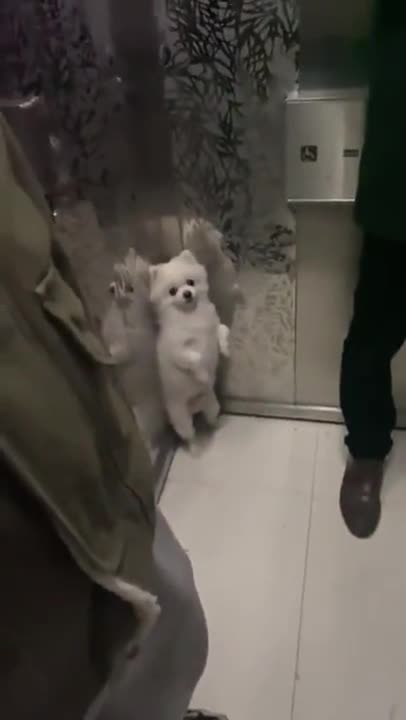 pies w windzie