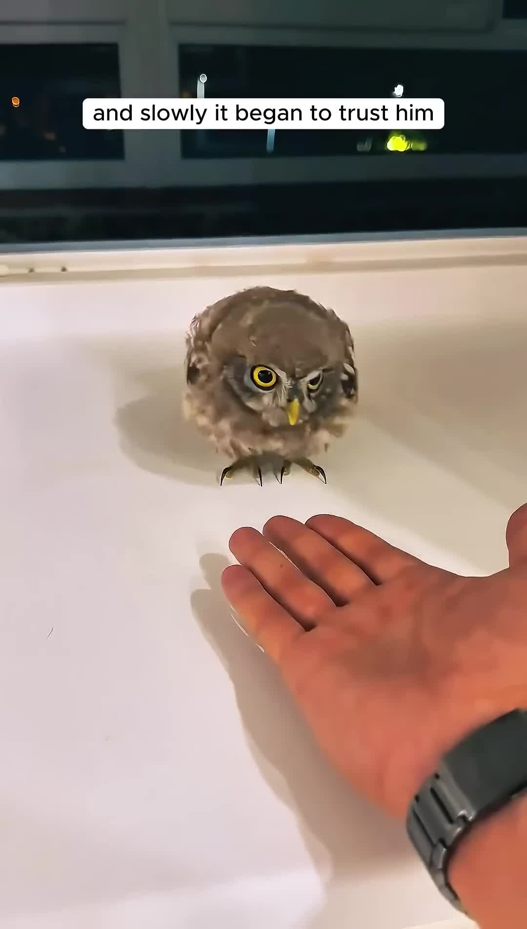 The man found an owl inside his house and then...