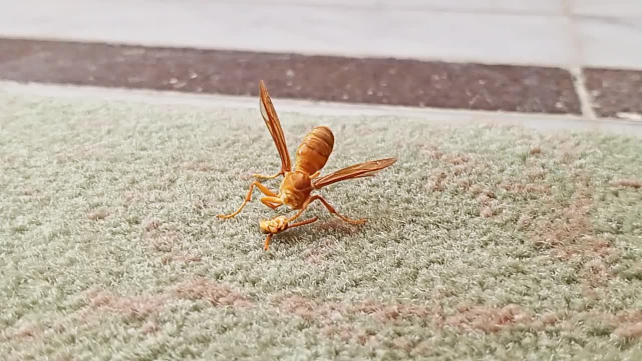 Wasp Trying To Reattach Its Head 5 wasp-trying-to-reattach-its-head-5