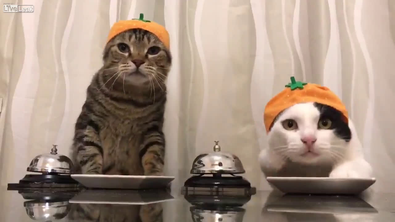 Brain Magazine Page Pute Des Chats Qui Sonnent Une Clochette Pour Reclamer A Bouffer C Est Bien Des Chats Qui Sonnent Une Clochette Pour Reclamer A Bouffer Avec Des Petits Chapeaux Brain Magazine Page Pute Des Chats Qui Sonnent Une Clochette Pour Reclamer A Bouffer C Est Bien Des Chats Qui Sonnent Une Clochette Pour Reclamer A Bouffer Avec Des Petits Chapeaux