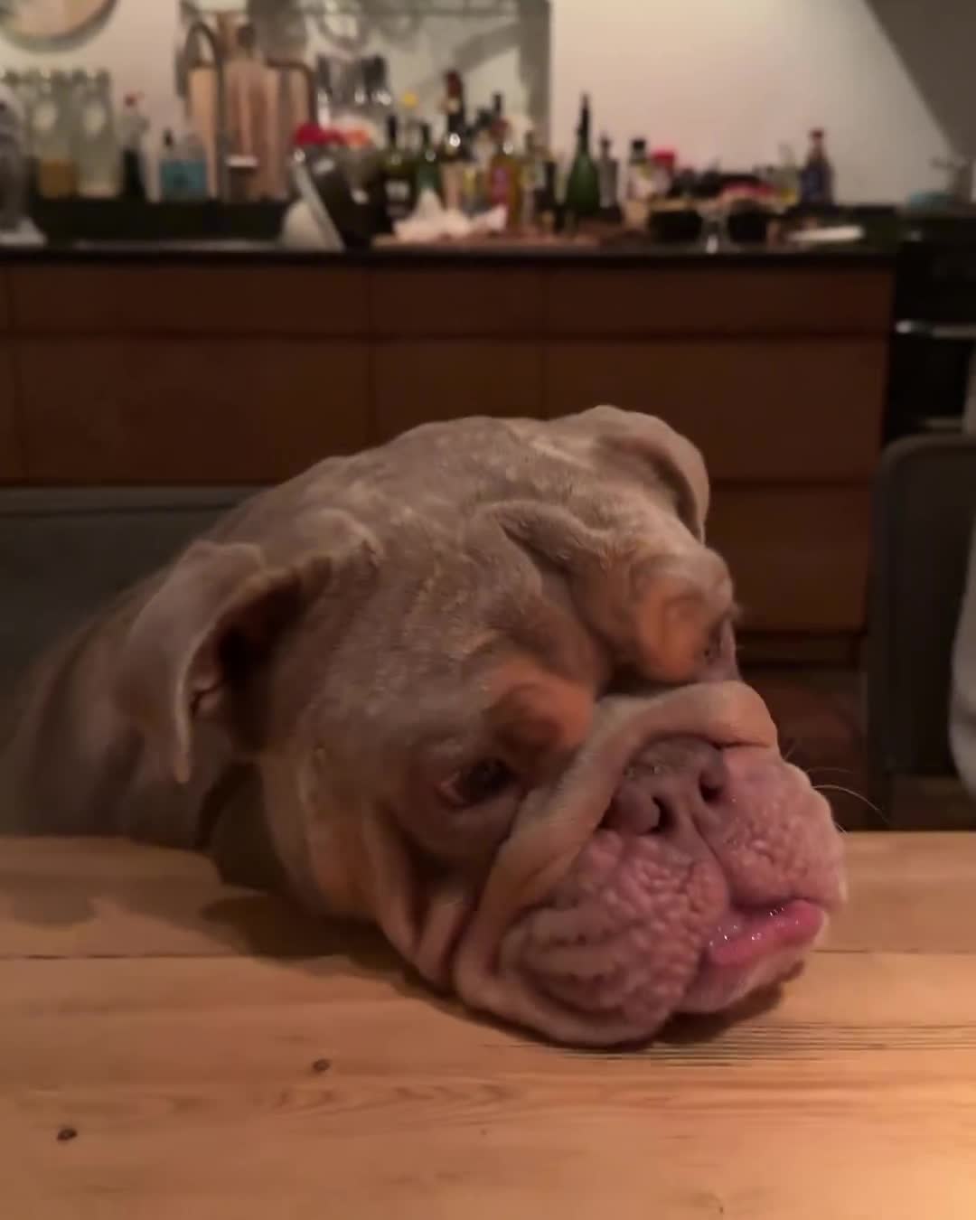 Gwen van Poorten laat flink beest aan haar snoepje likken op de keukentafel! | Streamable
