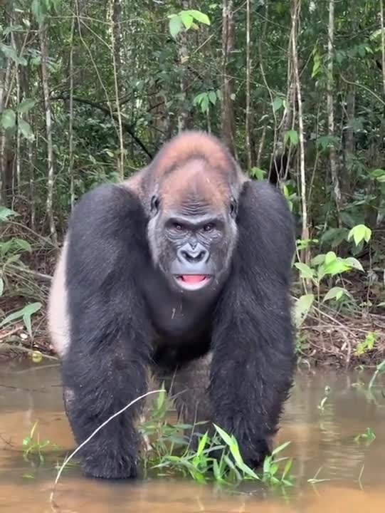 Watch "rapidsave.com_wild_encounter_with_a_silverback_this_feels_so-q7qikm1y3uqa1" on Streamable.