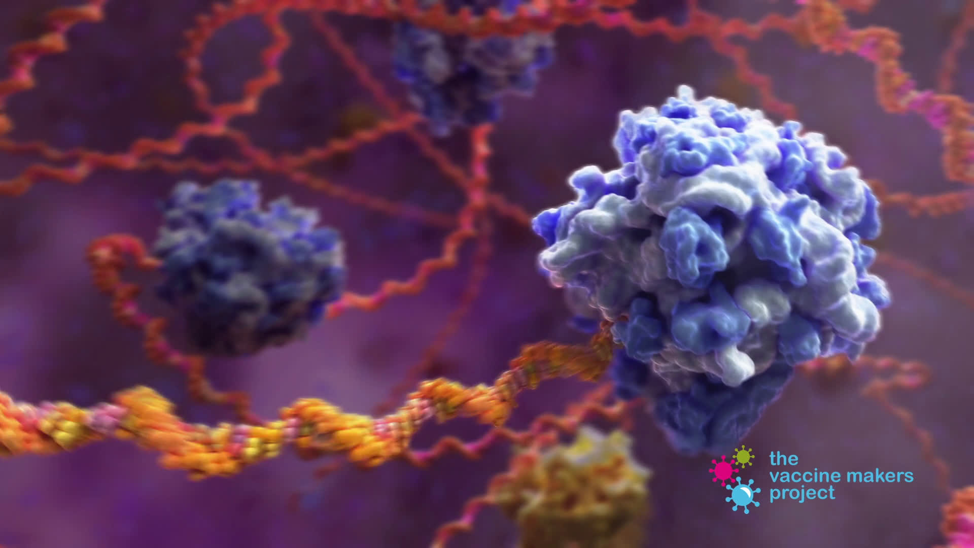 How COVID-19 mRNA Vaccines Work - Vaccine Makers Project.Upscaledi60fps