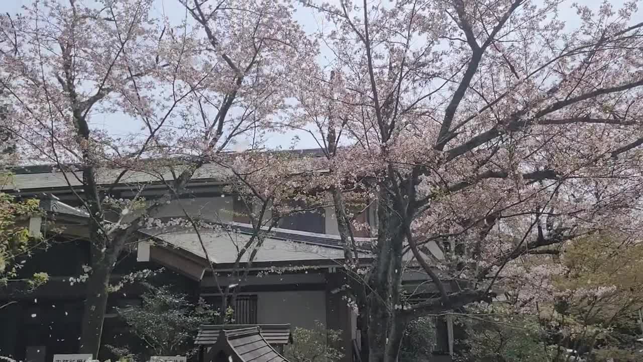 [問卦] 櫻花雨