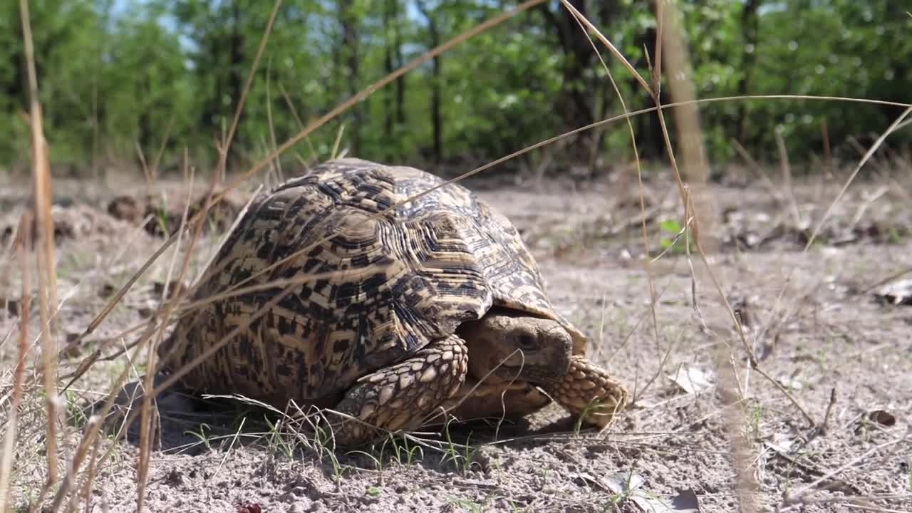 3 Magic Things GINKGO BILOBA Does To Your Body (MUST WATCH)