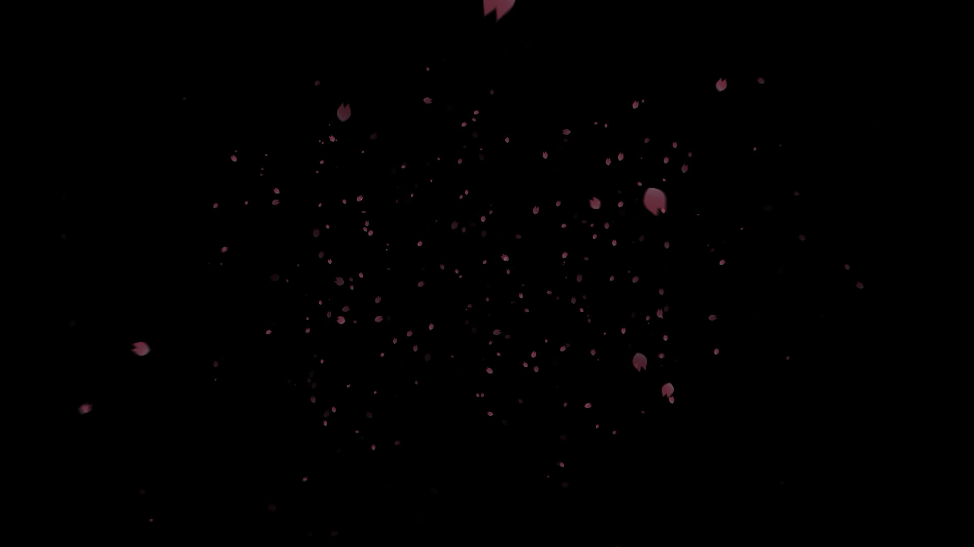 上空から舞い落ちる桜の花びら動画素材