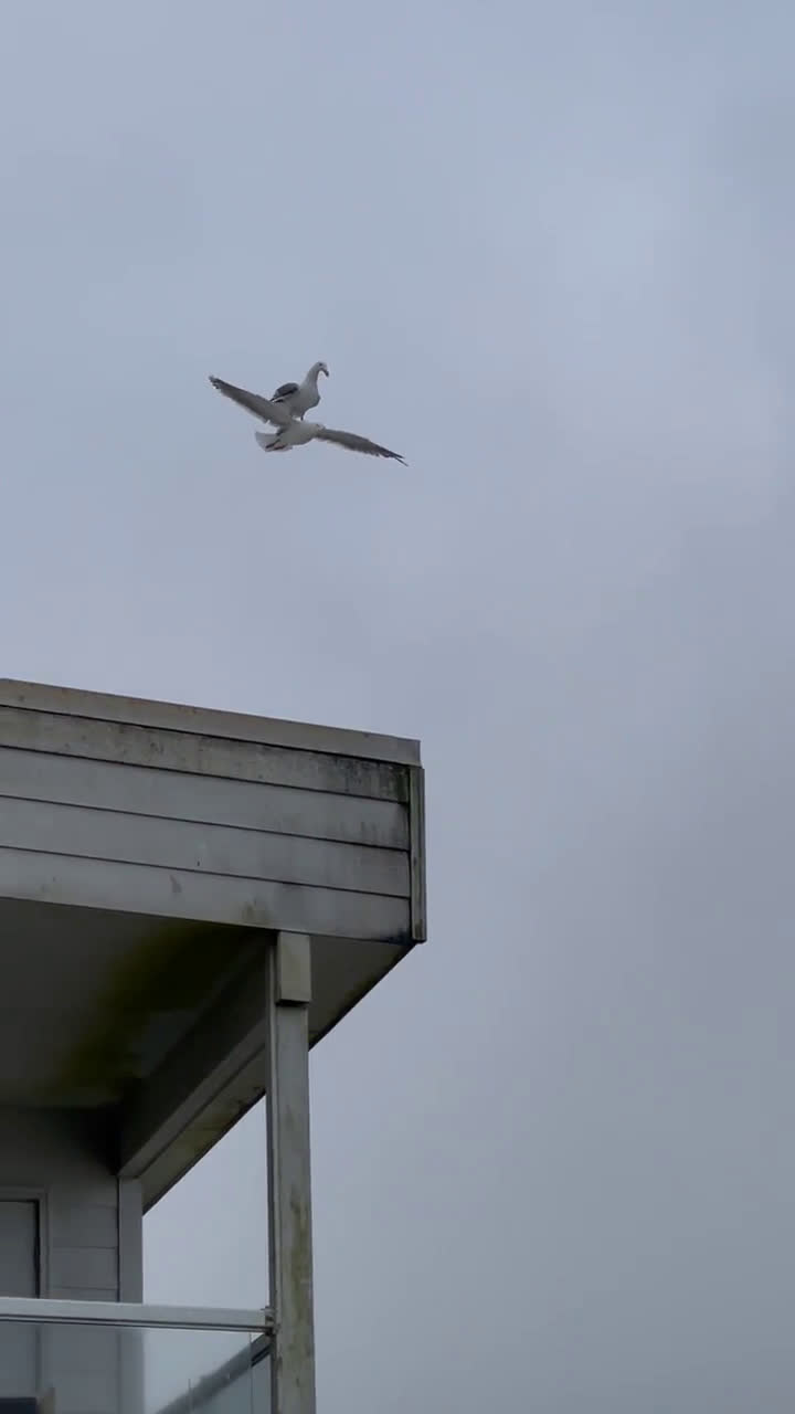 Watch "mewalecącanainnejmewie" on Streamable.