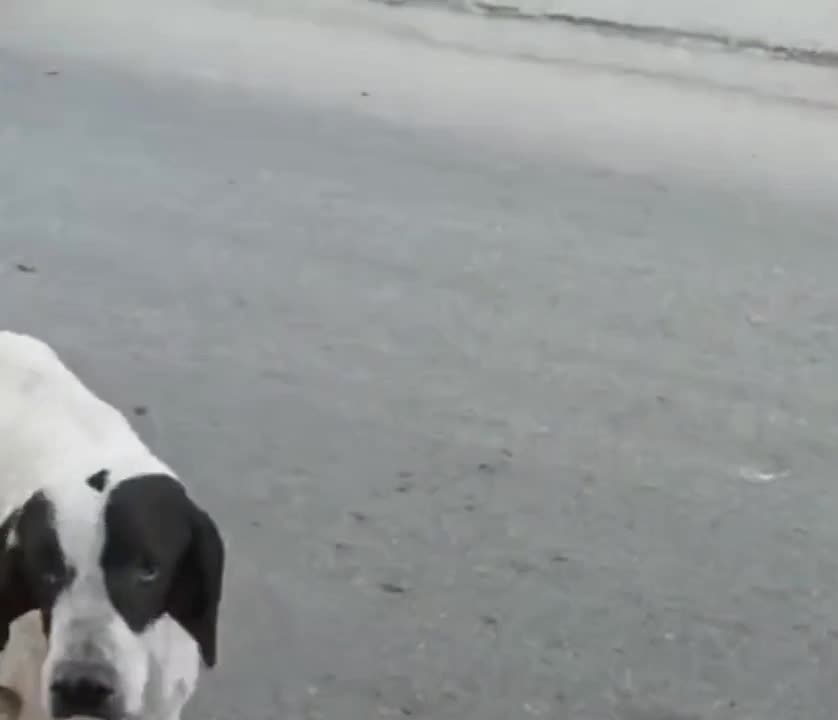 streamable.com