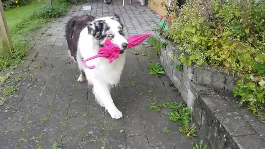 umbrella dog dance