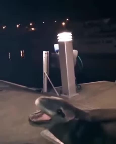 The Sound of a Water Raptor - 9GAG