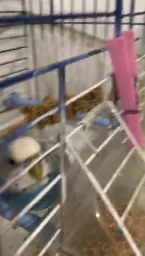 streamable.com