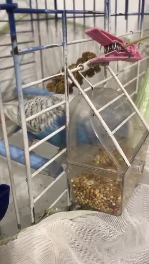 streamable.com