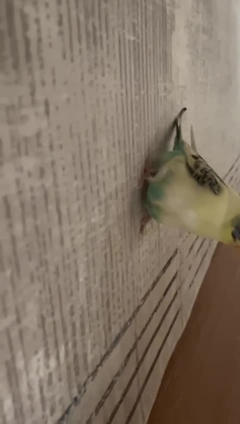 streamable.com