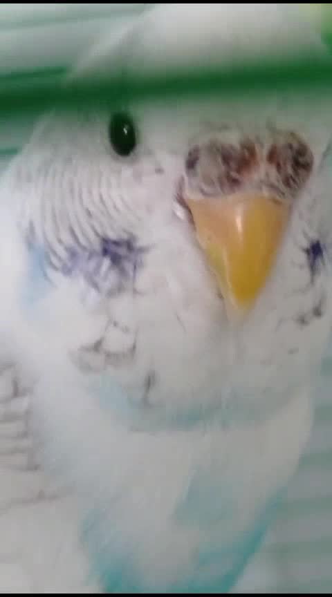 streamable.com