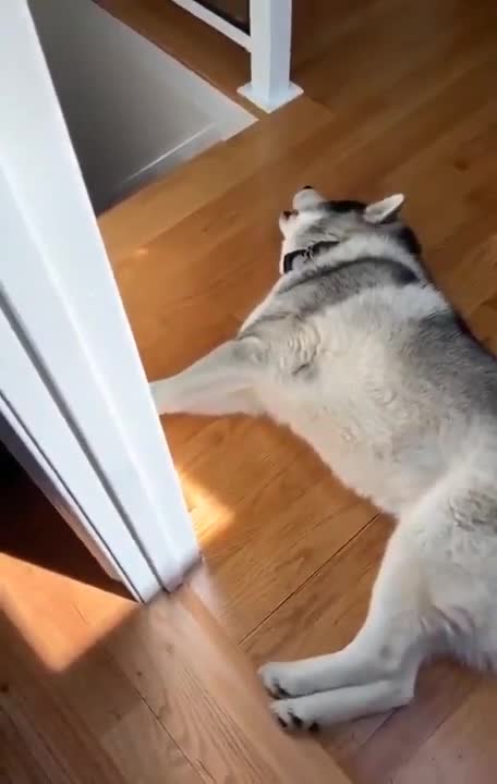 Husky screaming