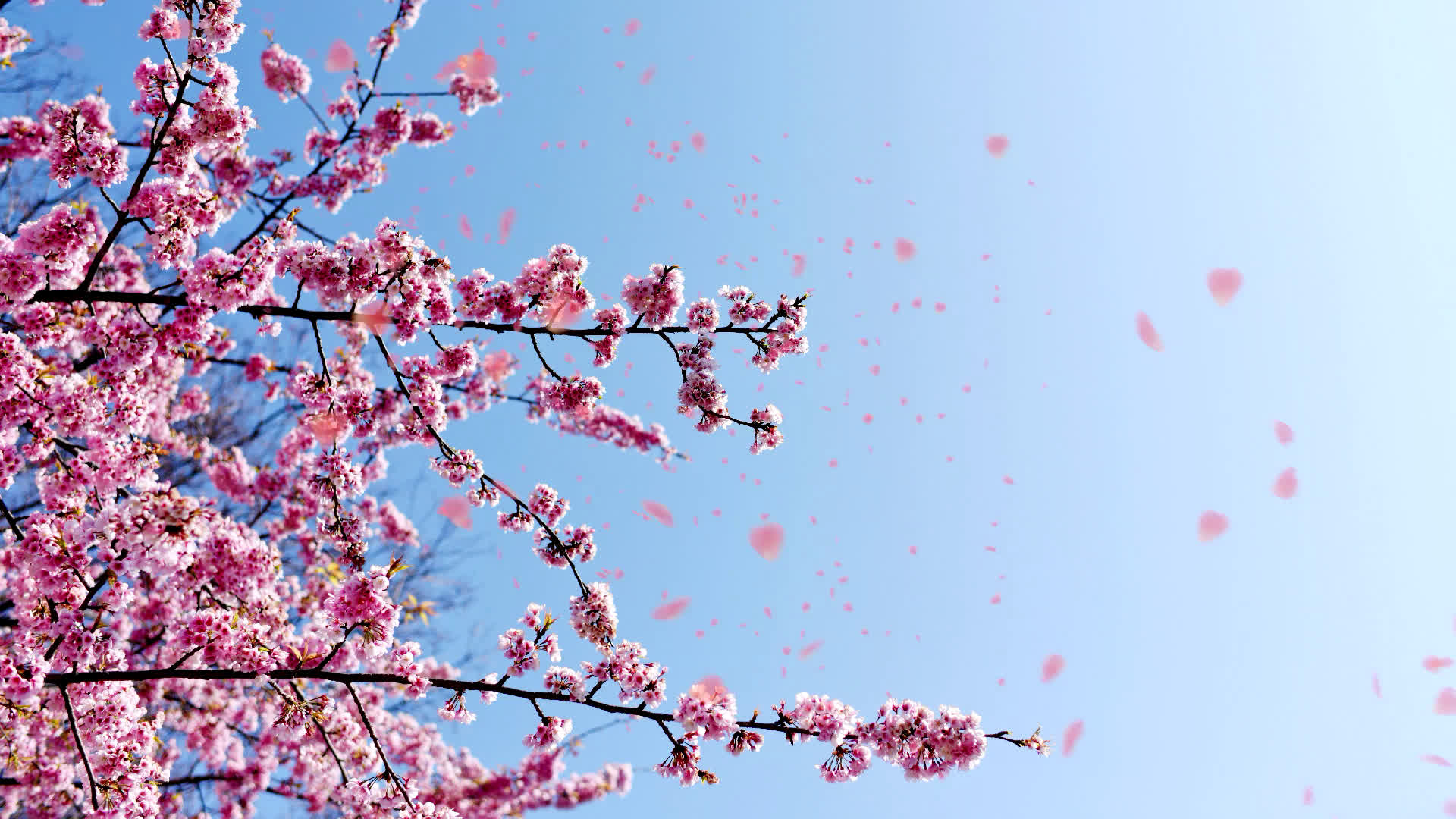 桜の花びらが舞い落ちる無料動画素材 映像制作向け D Elf 桜の花びらが舞い落ちる無料動画素材 映像制作向け D Elf