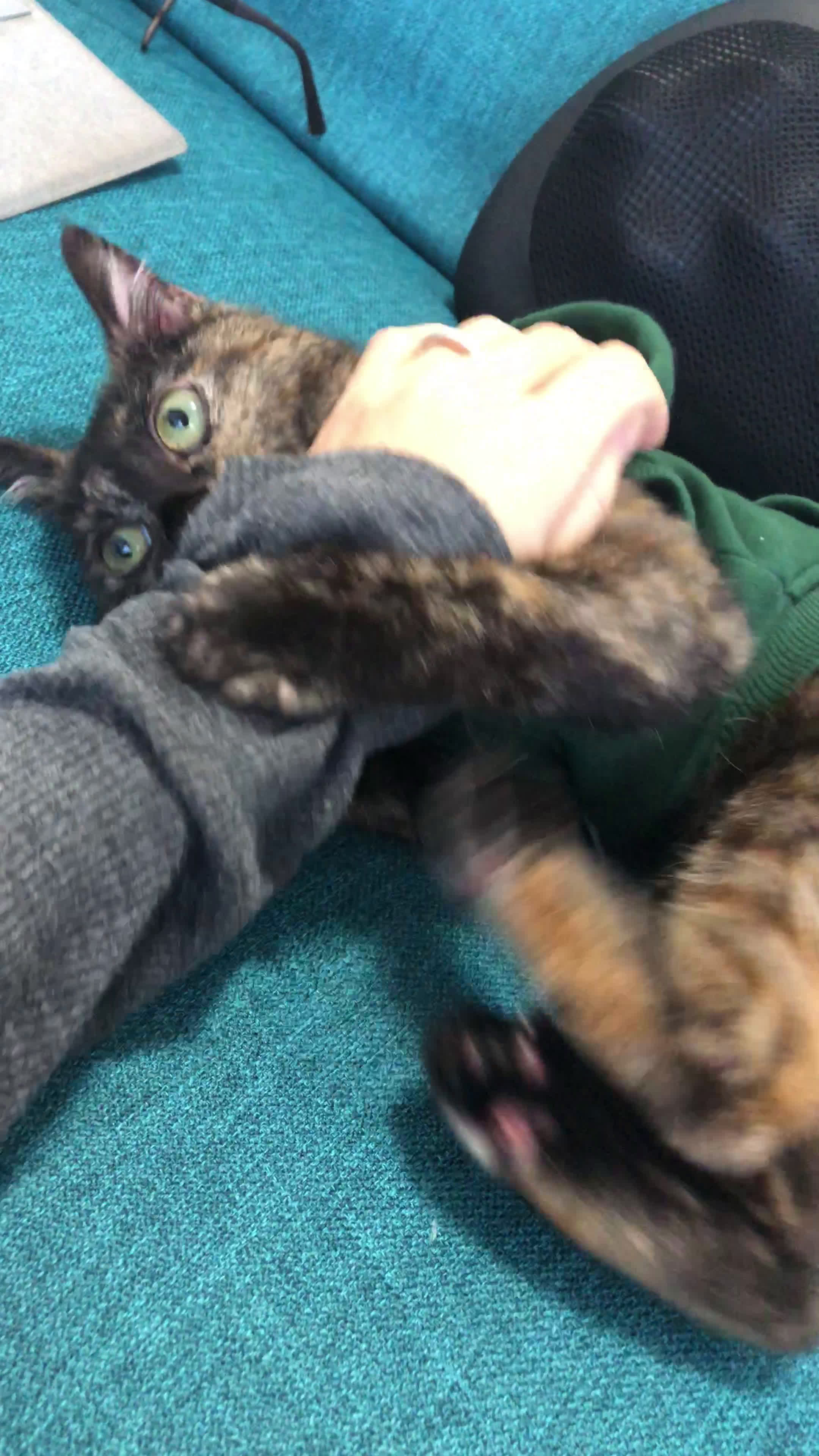 子猫 歯が抜けたときの対処法 食事 子猫 ちょこの育成記