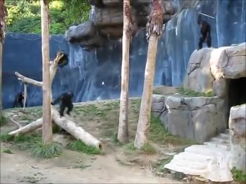 Crazy Chimps Fighting at the LA Zoo (with a big stick)!