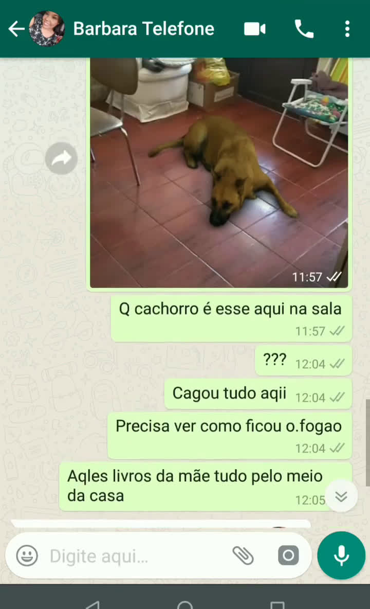 Cara zoeiro posta foto com filtro do cachorro no instagram e família manda  áudio indignada - Pretinho Básico