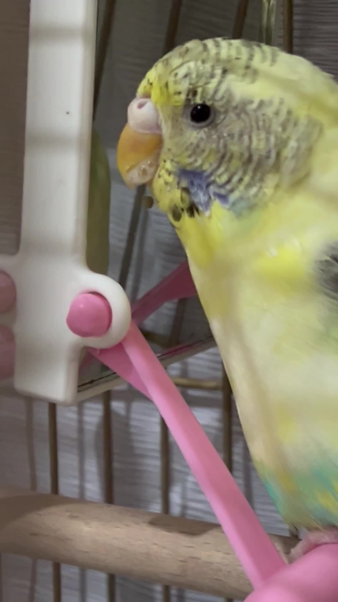 streamable.com