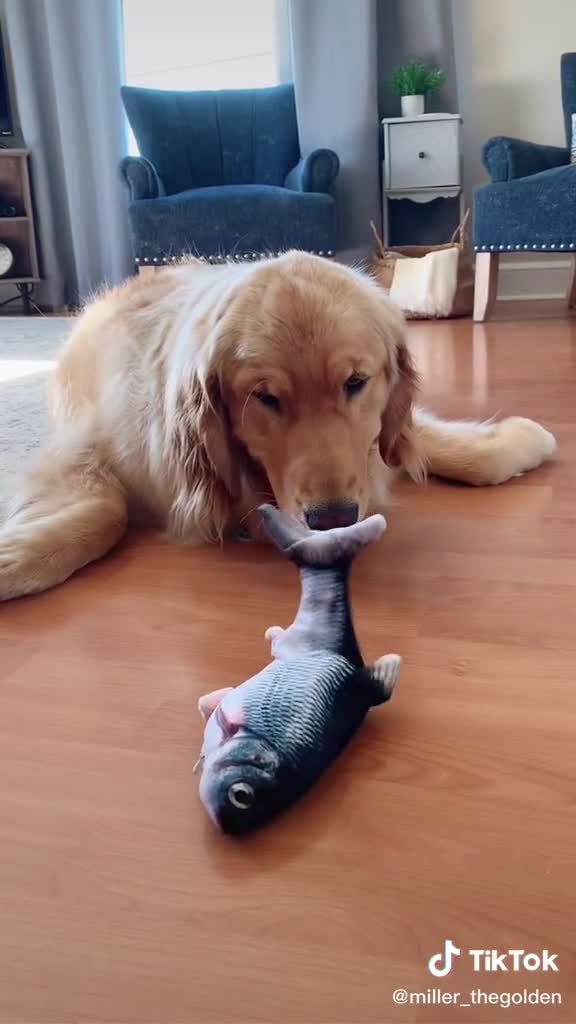 Dogs React to the Floppy Fish Dog Toy! *HILARIOUS*