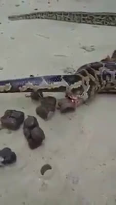 burmese python poop