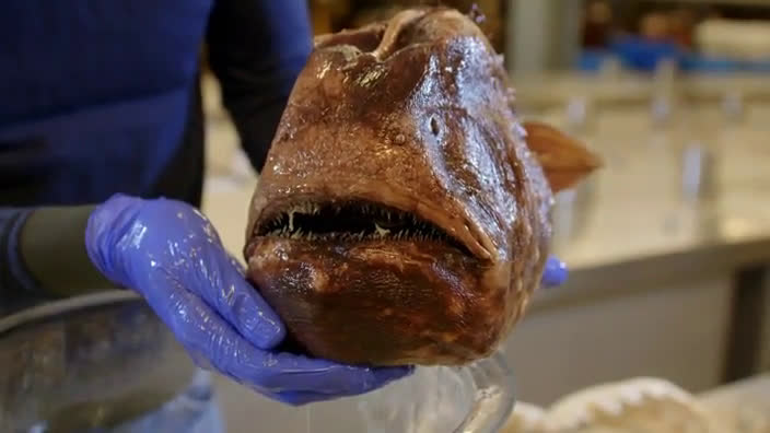 Male/Female Anglerfish are the Most Different in the World and the Way They  Mate is Insane » TwistedSifter