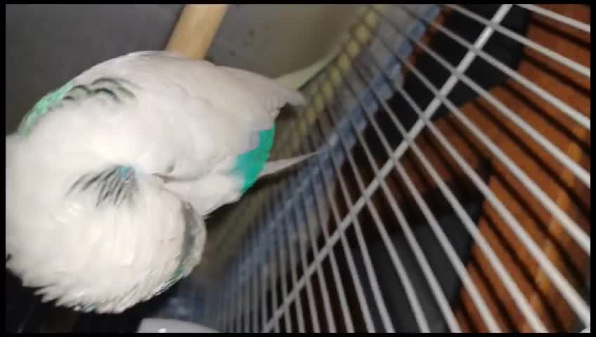 streamable.com