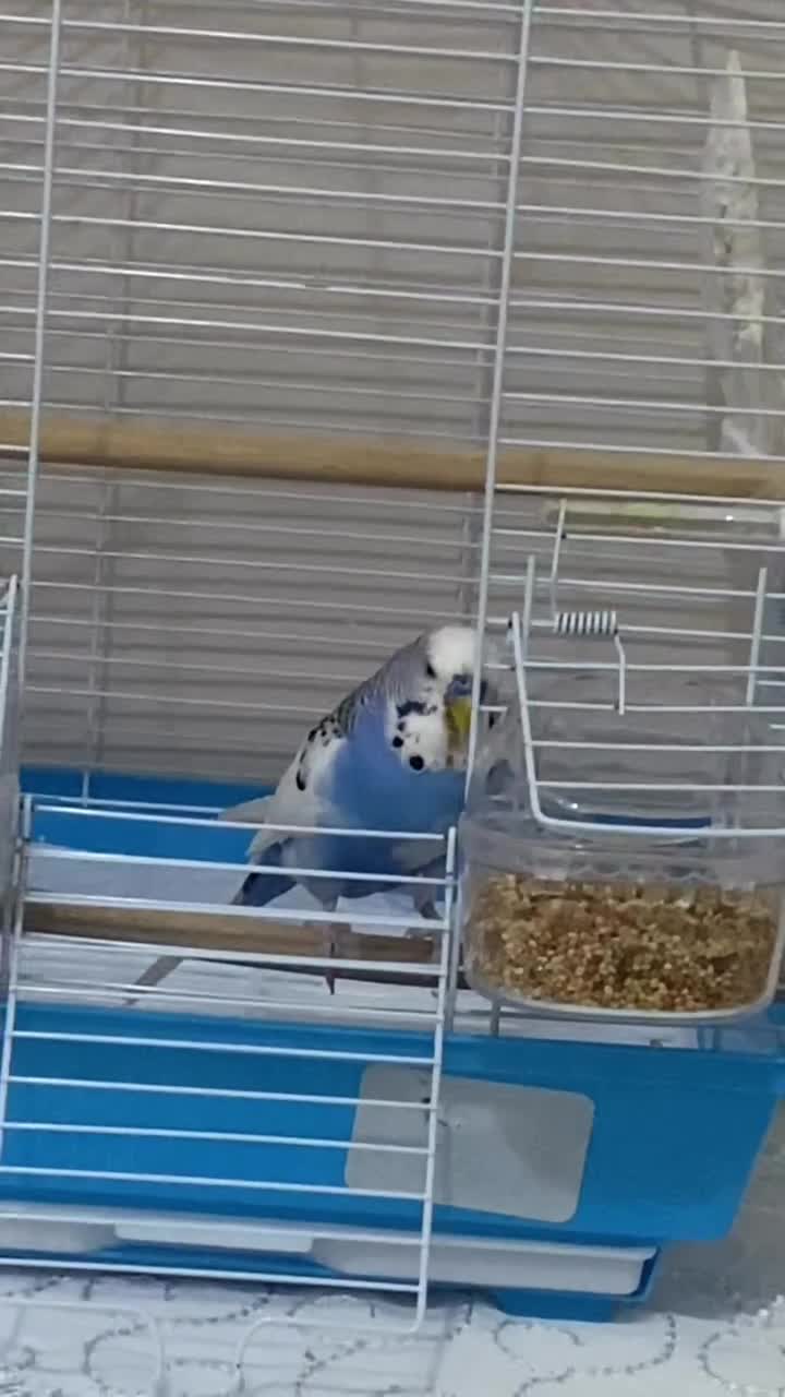 streamable.com