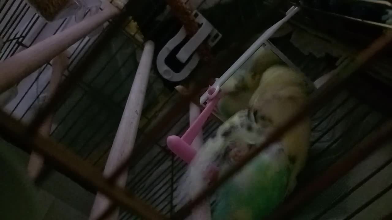 streamable.com