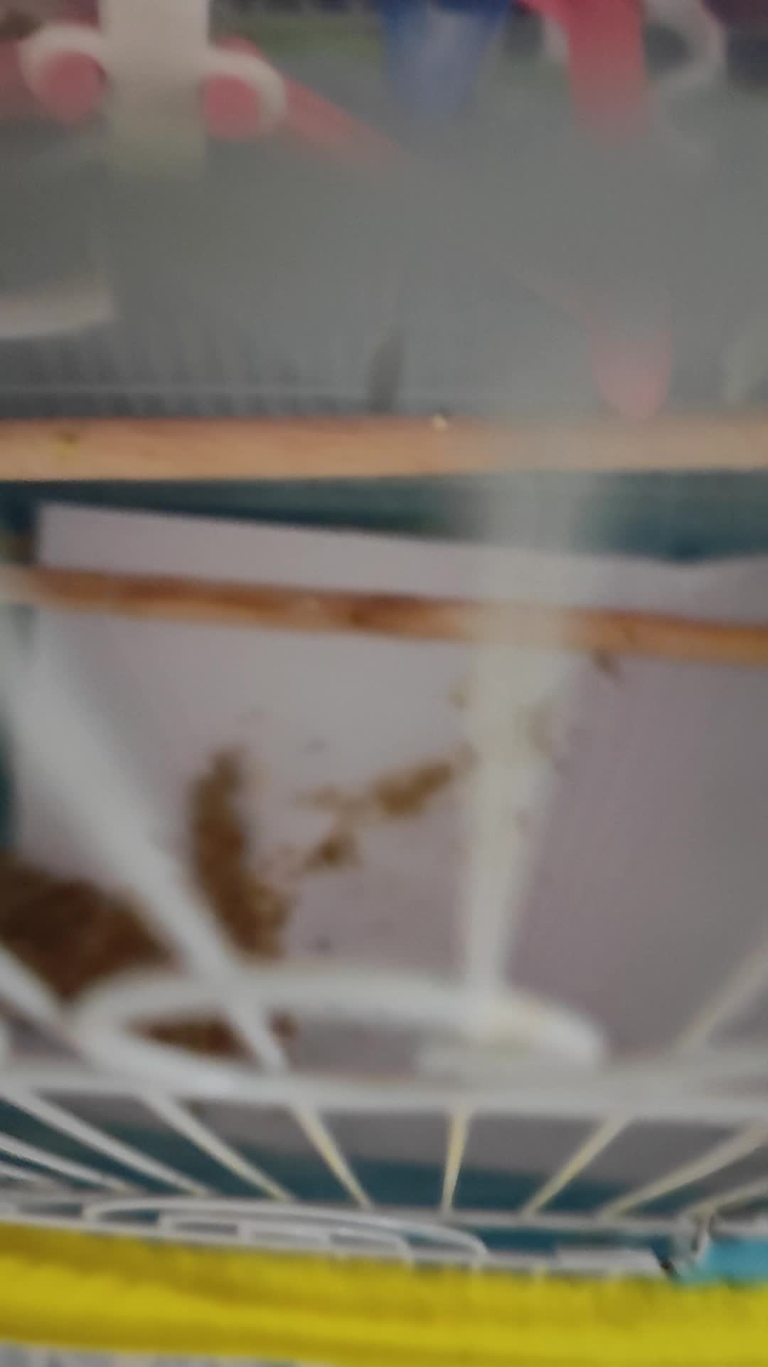streamable.com