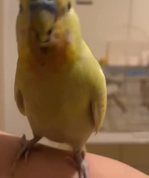 streamable.com