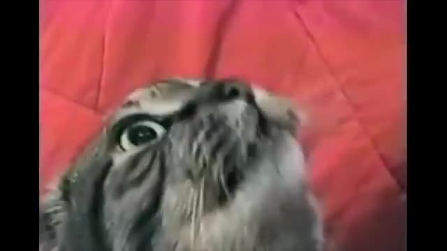 Cat has a Vietnam flashback